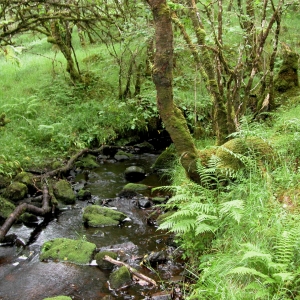 Glen Nant Stream